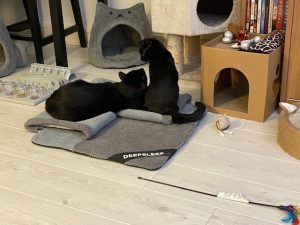 Bob, chat adopté par Caresses de Chat 94
