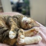 Boulette, chat à l’adoption