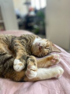 Boulette, chat à l’adoption