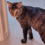 Boussole, chat à l’adoption