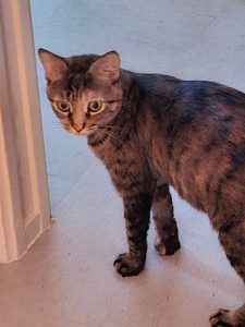 Boussole, chat à l’adoption