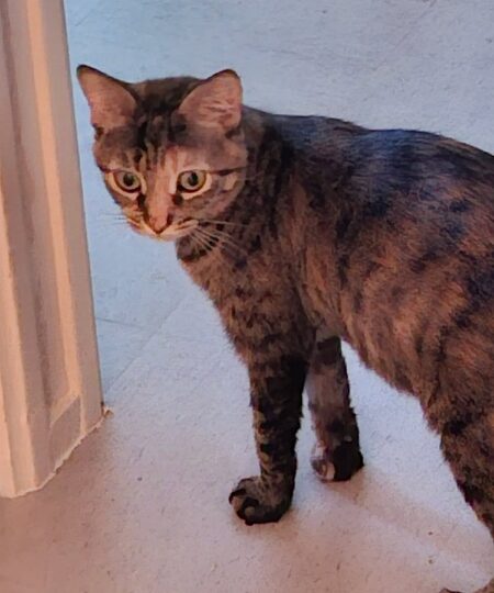 Boussole, chat à l’adoption — Caresses de Chat 94 (Saint-Maur-des-Fossés, 94)