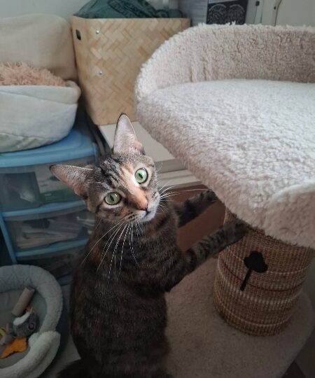 Boussole, chat à l’adoption — Caresses de Chat 94 (Saint-Maur-des-Fossés, 94)