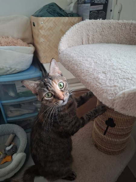 Boussole, chat à l’adoption — Caresses de Chat 94 (Saint-Maur-des-Fossés, 94)