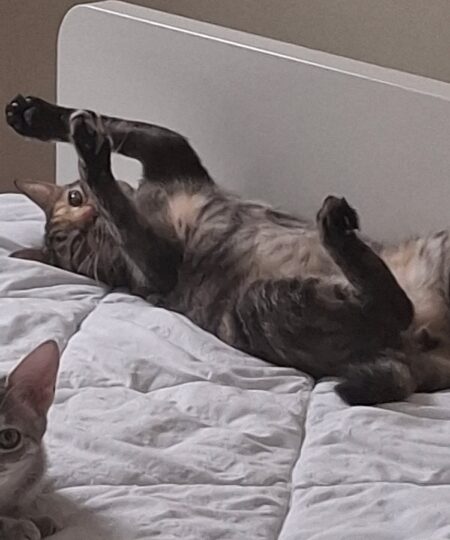 Boussole, chat à l’adoption — Caresses de Chat 94 (Saint-Maur-des-Fossés, 94)