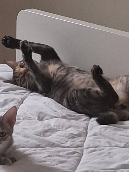 Boussole, chat à l’adoption — Caresses de Chat 94 (Saint-Maur-des-Fossés, 94)