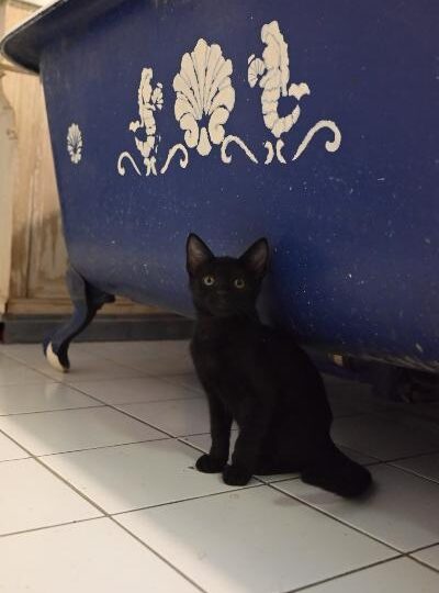 Braise, chat à l’adoption — Caresses de Chat 94 (Saint-Maur-des-Fossés, 94)