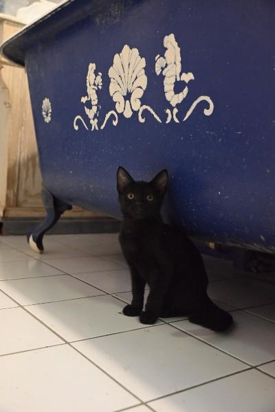 Braise, chat à l’adoption — Caresses de Chat 94 (Saint-Maur-des-Fossés, 94)