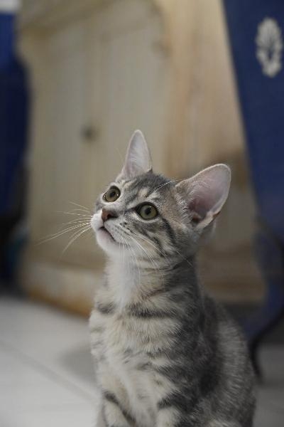 Bulle, chat à l’adoption — Caresses de Chat 94 (Saint-Maur-des-Fossés, 94)