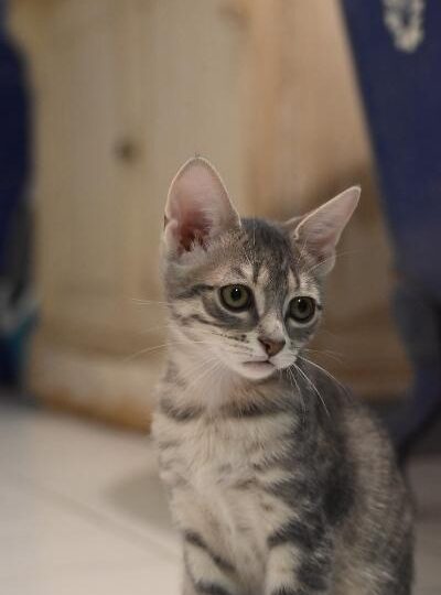 Bulle, chat à l’adoption — Caresses de Chat 94 (Saint-Maur-des-Fossés, 94)