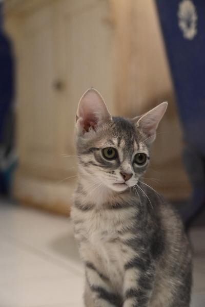Bulle, chat à l’adoption — Caresses de Chat 94 (Saint-Maur-des-Fossés, 94)