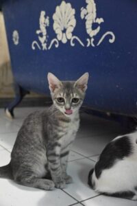 Bulle, chat adopté par Caresses de Chat 94