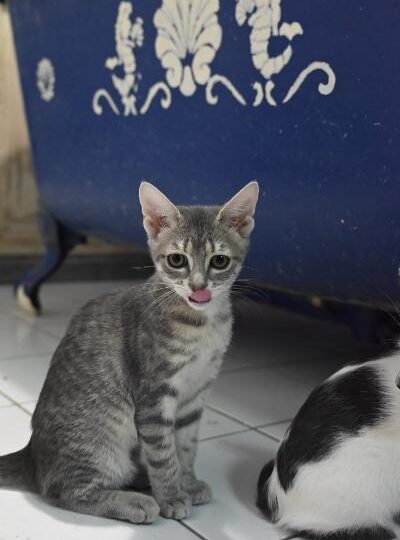 Bulle, chat à l’adoption — Caresses de Chat 94 (Saint-Maur-des-Fossés, 94)