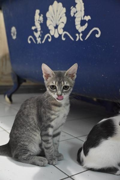 Bulle, chat à l’adoption — Caresses de Chat 94 (Saint-Maur-des-Fossés, 94)