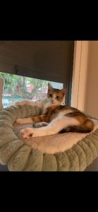 Calico, chat à l’adoption