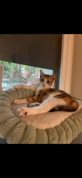 Calico, chat à l’adoption — Caresses de Chat 94 (Saint-Maur-des-Fossés, 94)