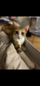 Calico, chat adopté par Caresses de Chat 94