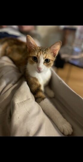 Calico, chat à l’adoption — Caresses de Chat 94 (Saint-Maur-des-Fossés, 94)