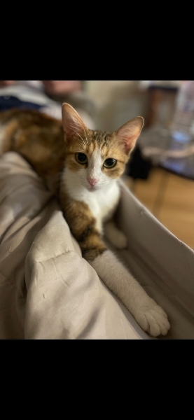 Calico, chat à l’adoption — Caresses de Chat 94 (Saint-Maur-des-Fossés, 94)