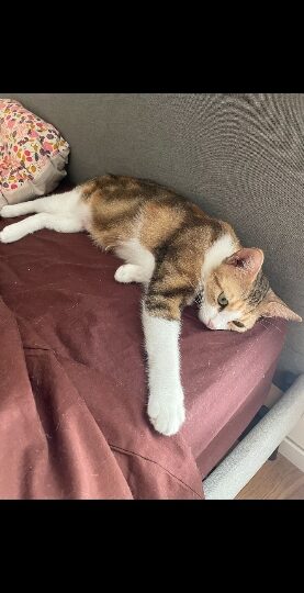 Calico, chat à l’adoption — Caresses de Chat 94 (Saint-Maur-des-Fossés, 94)