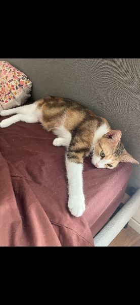 Calico, chat à l’adoption — Caresses de Chat 94 (Saint-Maur-des-Fossés, 94)