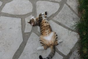 Calinou, chat adopté par Caresses de Chat 94