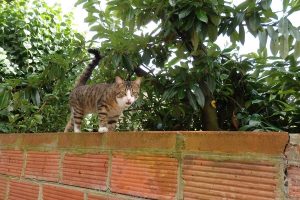 Calinou, chat adopté par Caresses de Chat 94
