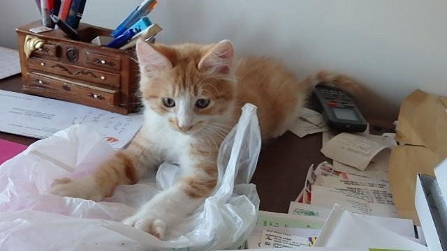 Carambar, chat adopté par Caresses de Chat 94