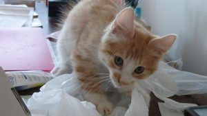 Carambar, chat adopté par Caresses de Chat 94