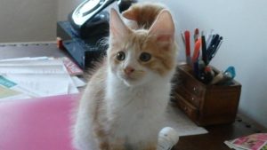 Carambar, chat adopté par Caresses de Chat 94
