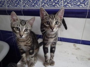 Marcus et Léo, chat adopté par Caresses de Chat 94