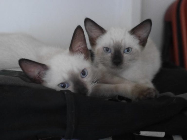 Corossol et Tamarin, chat adopté par Caresses de Chat 94