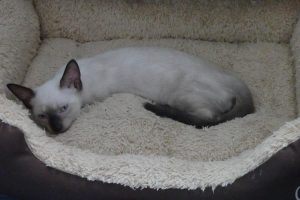 Corossol et Tamarin, chat adopté par Caresses de Chat 94