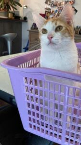 Diego, chat adopté par Caresses de Chat 94
