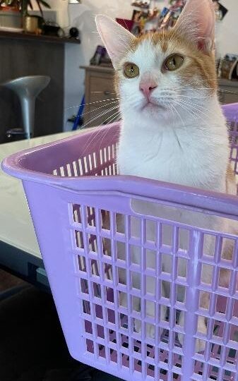 Diego, chat à l’adoption, Caresses de Chat 94 (Saint-Maur-des-Fossés, 94)