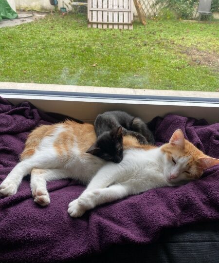 Diego, chat à l’adoption — Caresses de Chat 94 (Saint-Maur-des-Fossés, 94)