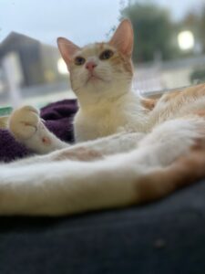 Diego, chat adopté par Caresses de Chat 94
