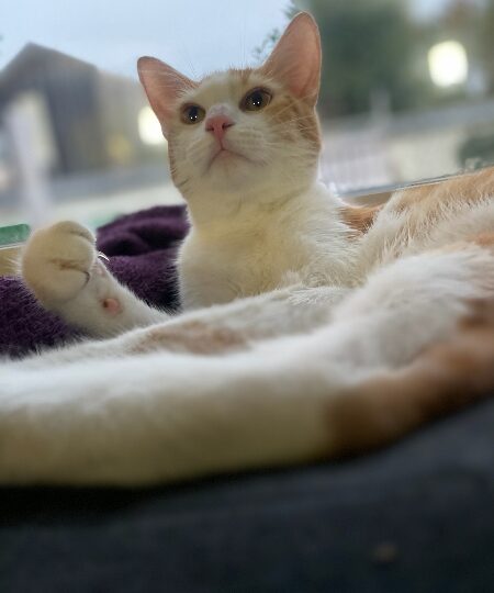 Diego, chat à l’adoption, Caresses de Chat 94 (Saint-Maur-des-Fossés, 94)