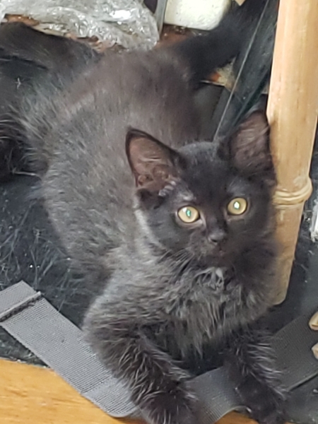 Eida, chat adopté par Caresses de Chat 94