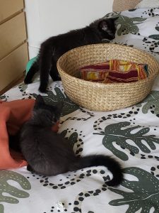 Eida, chat adopté par Caresses de Chat 94