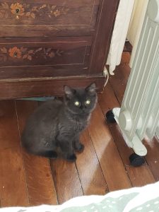 Eida, chat adopté par Caresses de Chat 94