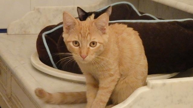 Etna, chat adopté par Caresses de Chat 94