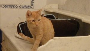 Etna, chat adopté par Caresses de Chat 94