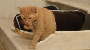 Etna, chat adopté par Caresses de Chat 94