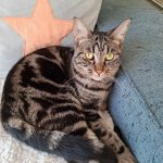 Féline, chat à l’adoption
