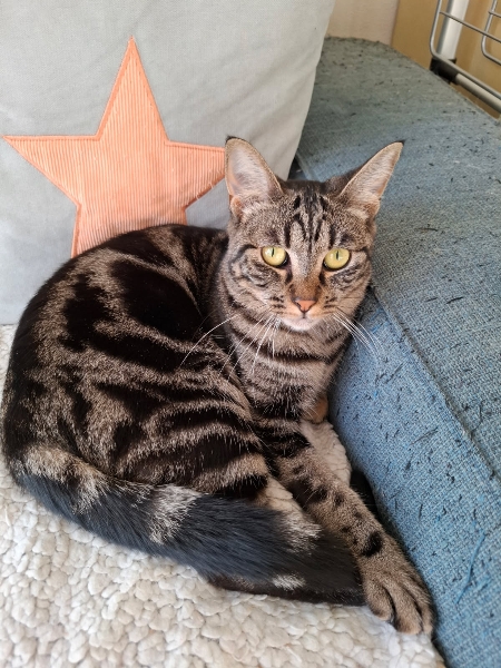 Féline, chat à l’adoption — Caresses de Chat 94 (Saint-Maur-des-Fossés, 94)