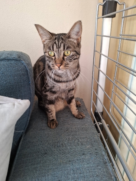 Féline, chat à l’adoption — Caresses de Chat 94 (Saint-Maur-des-Fossés, 94)