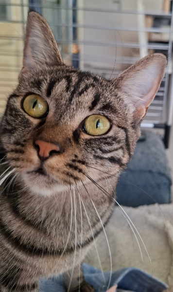 Féline, chat à l’adoption — Caresses de Chat 94 (Saint-Maur-des-Fossés, 94)