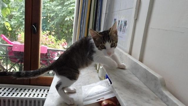 Figaro, chat adopté par Caresses de Chat 94