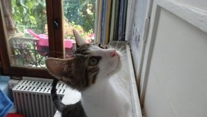 Figaro, chat adopté par Caresses de Chat 94